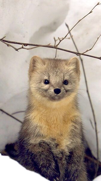 __Sable_Surprise__Friendly_Furballs_Visit_Changbai_Mountain_Daily video poster