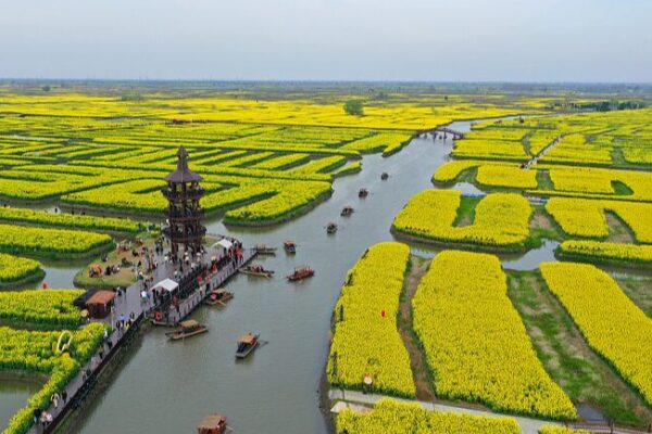 🌼 Sail Through Golden Seas: Rapeseed Blossoms Transform Xinghua into Spring Paradise __Sail_Through_Golden_Seas__Rapeseed_Blossoms_Transform_Xinghua_into_Spring_Paradise