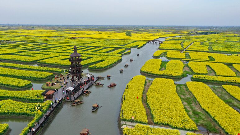 Sail_Through_Golden_Seas__Rapeseed_Blossoms_Transform_Xinghua_into_Spring_Paradise - News for amigos, by amigos __Sail_Through_Golden_Seas__Rapeseed_Blossoms_Transform_Xinghua_into_Spring_Paradise