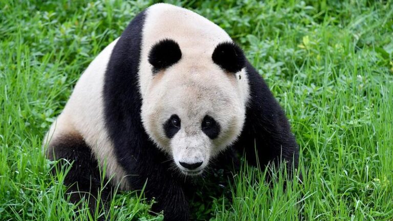 San_Francisco_Mayor_Aims_to_Bring_Pandas_Back_Home_from_China__