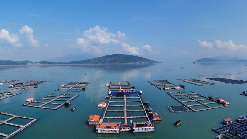 Sandu_ao_s_Floating_Village__Riding_the_Waves_Toward_Sustainable_Fishing____poster - News for amigos, by amigos Sandu_ao_s_Floating_Village__Riding_the_Waves_Toward_Sustainable_Fishing___ video poster