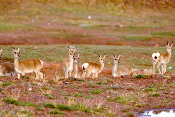Sanjiangyuan National Park: Boosting Biodiversity on the Roof of the World 🌄 Sanjiangyuan_National_Park__Boosting_Biodiversity_on_the_Roof_of_the_World__