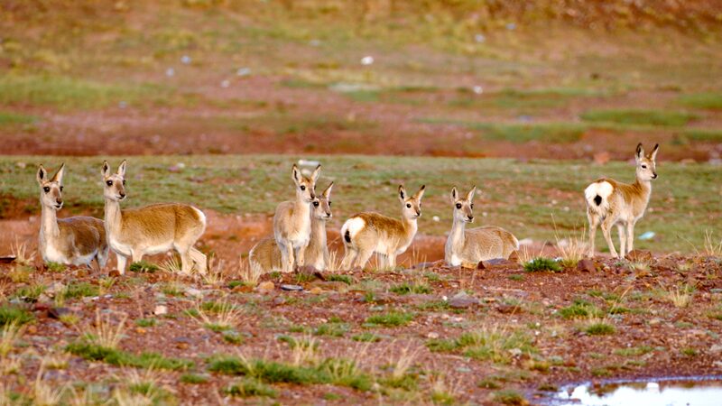 Sanjiangyuan_National_Park__Boosting_Biodiversity_on_the_Roof_of_the_World__ - News for amigos, by amigos Sanjiangyuan_National_Park__Boosting_Biodiversity_on_the_Roof_of_the_World__