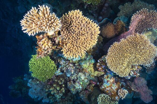 Satellites Reveal More Coral Reefs Than Ever Imagined 🌊🐠 Satellites_Reveal_More_Coral_Reefs_Than_Ever_Imagined___
