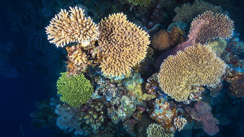 Satellites_Reveal_More_Coral_Reefs_Than_Ever_Imagined___ - News for amigos, by amigos Satellites_Reveal_More_Coral_Reefs_Than_Ever_Imagined___