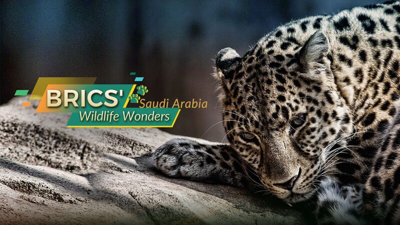 Saudi_Arabia_s_Desert_Gems__The_Arabian_Leopard_and_Sand_Cat