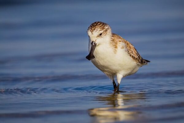 Saving Spoonie: Asia Pacific’s Mission to Protect Endangered Species 🐦🐯 Saving_Spoonie__Asia_Pacific_s_Mission_to_Protect_Endangered_Species___