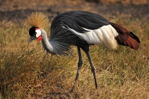 Saving Tanzania’s Grey-Crowned Cranes: A Call to Action Saving_Tanzania_s_Grey_Crowned_Cranes__A_Call_to_Action