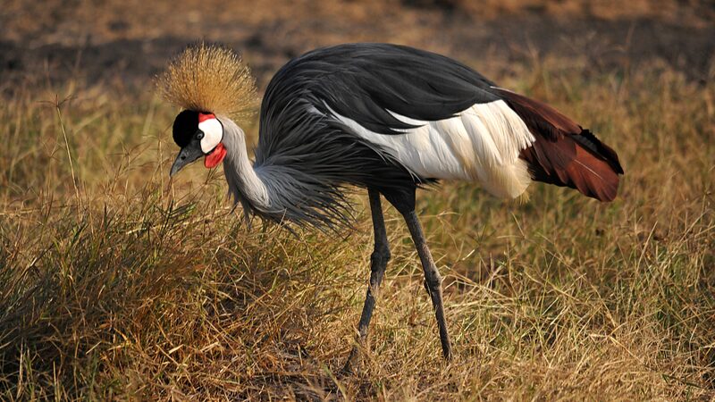 Saving_Tanzania_s_Grey_Crowned_Cranes__A_Call_to_Action - News for amigos, by amigos Saving_Tanzania_s_Grey_Crowned_Cranes__A_Call_to_Action