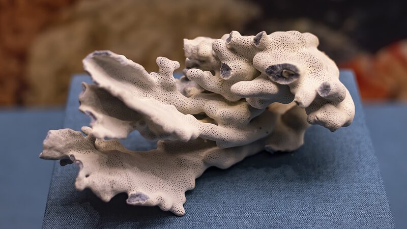 Saving_the_Blue_Coral__Challenges_and_Efforts_to_Protect_the_Ocean_s_Hidden_Gem - News for amigos, by amigos Saving_the_Blue_Coral__Challenges_and_Efforts_to_Protect_the_Ocean_s_Hidden_Gem