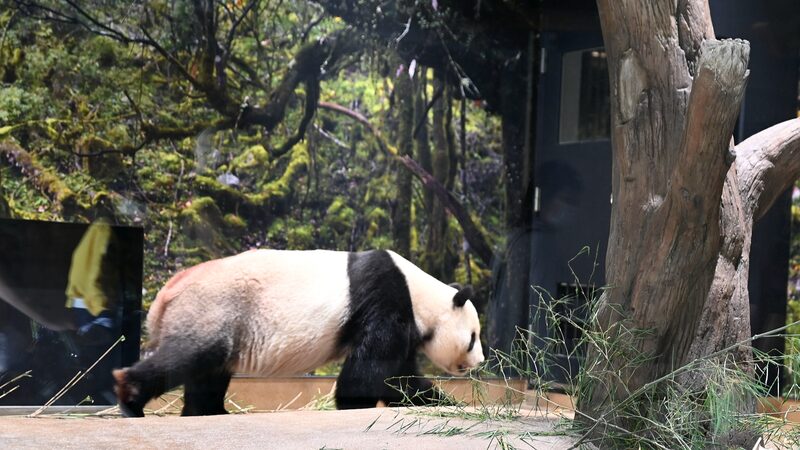 Saying_Sayonara__Ueno_Zoo_s_Beloved_Pandas_Ri_Ri___Shin_Shin_Head_Home_to_China____ - News for amigos, by amigos Saying_Sayonara__Ueno_Zoo_s_Beloved_Pandas_Ri_Ri___Shin_Shin_Head_Home_to_China____