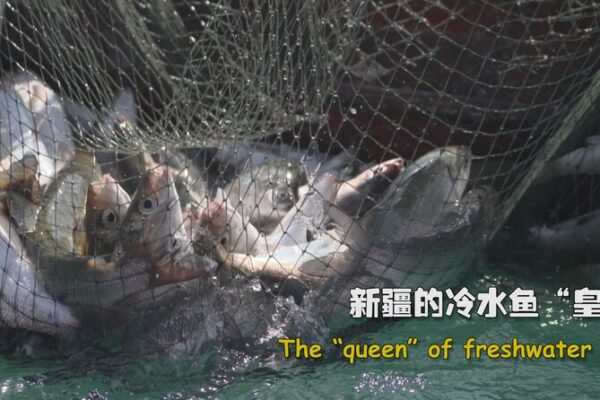 Sayram Lake: Xinjiang’s Hidden Gem and the “Queen” of Freshwater Fish 🐟 Sayram_Lake__Xinjiang_s_Hidden_Gem_and_the__Queen__of_Freshwater_Fish__ video poster