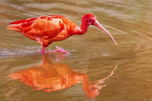 Scarlet Ibis Makes a Splash in Nanning Wetlands 🌟🐦 Scarlet_Ibis_Makes_a_Splash_in_Nanning_Wetlands___