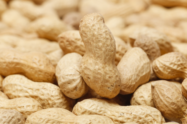Scientists Crack the Peanut Code: Evolutionary Secrets Unveiled! 🥜🔬 Scientists_Crack_the_Peanut_Code__Evolutionary_Secrets_Unveiled____