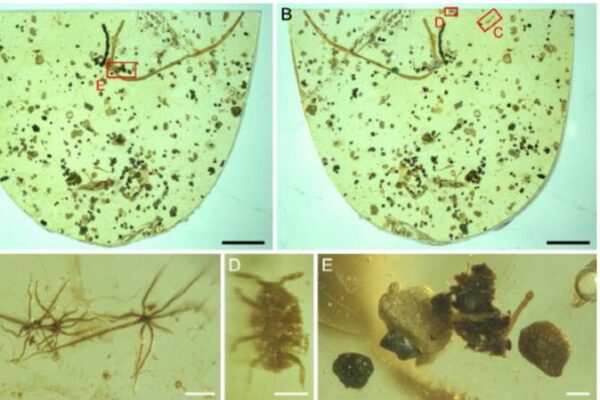 Scientists Discover 100-Million-Year-Old Marine Worm Trapped in Amber! 🐛💎 Scientists_Discover_100_Million_Year_Old_Marine_Worm_Trapped_in_Amber____
