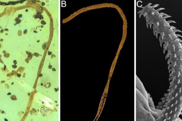 Scientists Discover World’s First 100-Million-Year-Old Tapeworm Fossil! 🐛 Scientists_Discover_World_s_First_100_Million_Year_Old_Tapeworm_Fossil___