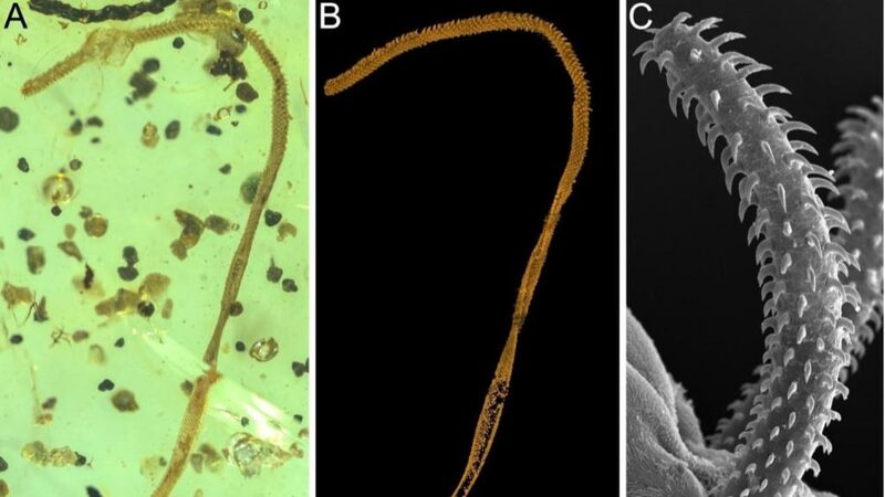 Scientists_Discover_World_s_First_100_Million_Year_Old_Tapeworm_Fossil___ - News for amigos, by amigos Scientists_Discover_World_s_First_100_Million_Year_Old_Tapeworm_Fossil___