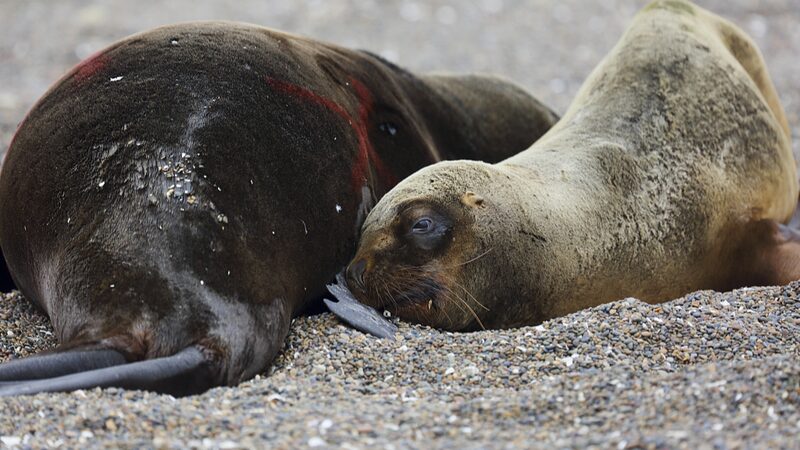 Scientists_Seek_Solutions_as_Bird_Flu_Devastates_Seal_Colonies___ - News for amigos, by amigos Scientists_Seek_Solutions_as_Bird_Flu_Devastates_Seal_Colonies___