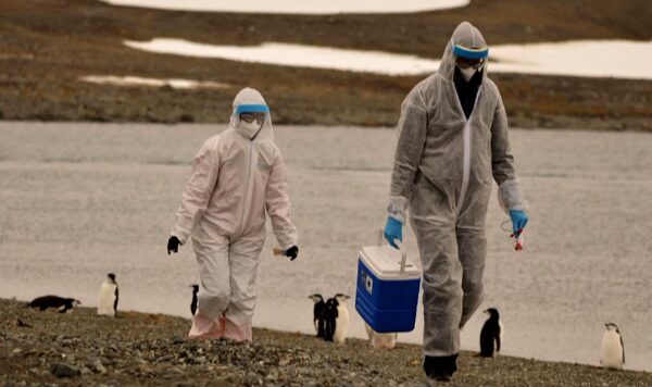 Scientists Sound the Alarm: H5N1 Bird Flu Reaches Antarctica 🦠🐧 Scientists_Sound_the_Alarm__H5N1_Bird_Flu_Reaches_Antarctica___