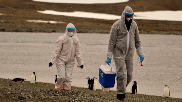 Scientists_Sound_the_Alarm__H5N1_Bird_Flu_Reaches_Antarctica___ - News for amigos, by amigos Scientists_Sound_the_Alarm__H5N1_Bird_Flu_Reaches_Antarctica___