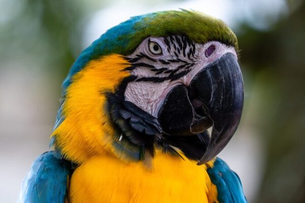 Scientists Unveil New Bird Family Tree, Redefining Avian Evolution 🐦🌳 Scientists_Unveil_New_Bird_Family_Tree__Redefining_Avian_Evolution___