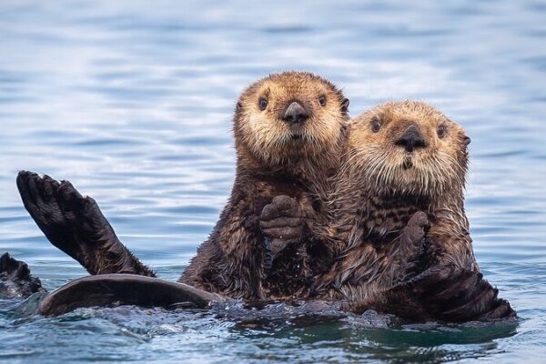 Sea Otters’ Big Appetites Restore California’s Estuaries 🦦🦀 Sea_Otters__Big_Appetites_Restore_California_s_Estuaries___