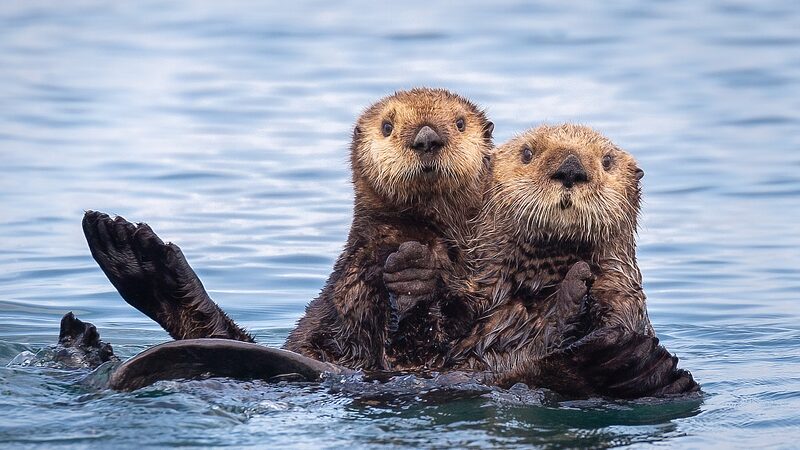 Sea_Otters__Big_Appetites_Restore_California_s_Estuaries___ - News for amigos, by amigos Sea_Otters__Big_Appetites_Restore_California_s_Estuaries___