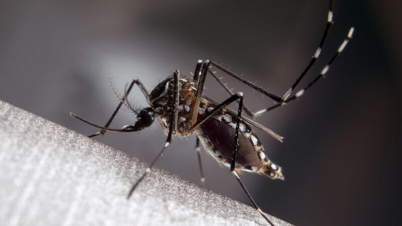 Sea_temperatures_can_predict_dengue_outbreaks__Chinese_scientists_say_yes_ - News for amigos, by amigos ___Sea_temperatures_can_predict_dengue_outbreaks__Chinese_scientists_say_yes_