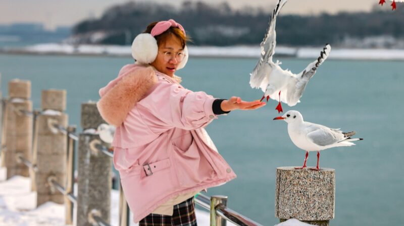 Seagulls_Flock_Over_Snowy_Qingdao_Coastline__Delighting_Locals - News for amigos, by amigos ___Seagulls_Flock_Over_Snowy_Qingdao_Coastline__Delighting_Locals