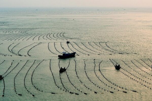 Seaweed Farming Blooms in Shandong’s Rongcheng Coast 🌿🌊 Seaweed_Farming_Blooms_in_Shandong_s_Rongcheng_Coast___