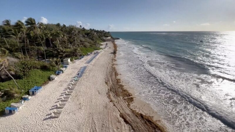 Seaweed_Invasion__Sargassum_Threatens_Barbados__Beaches_and_Livelihoods__ video poster