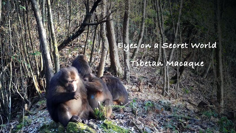 Secret_Cameras_Unveil_Tibetan_Macaques__Hidden_Paradise____poster - News for amigos, by amigos Secret_Cameras_Unveil_Tibetan_Macaques__Hidden_Paradise___ video poster