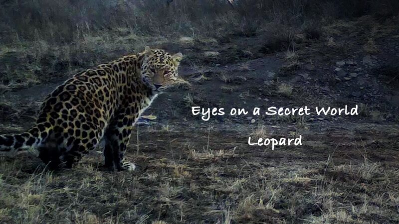 Secret_Life_of_Leopards_Revealed_in_Ningxia_s_Liupan_Mountains____poster - News for amigos, by amigos Secret_Life_of_Leopards_Revealed_in_Ningxia_s_Liupan_Mountains___ video poster