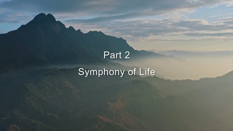 Secrets_of_the_Hainan_Rainforest_Ep__2__Symphony_of_Life_Unveiled___poster - News for amigos, by amigos Secrets_of_the_Hainan_Rainforest_Ep__2__Symphony_of_Life_Unveiled__ video poster