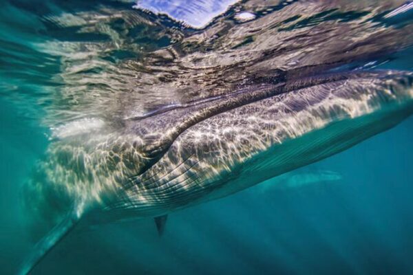 Sei Whales Are Back! 🐋 Argentina’s Coast Welcomes Giants After 100 Years Sei_Whales_Are_Back____Argentina_s_Coast_Welcomes_Giants_After_100_Years