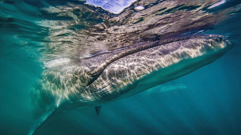 Sei_Whales_Are_Back____Argentina_s_Coast_Welcomes_Giants_After_100_Years