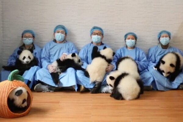 Seven Playful Panda Cubs in China Share Lunar New Year Greetings! 🐼🎉 Seven_Playful_Panda_Cubs_in_China_Share_Lunar_New_Year_Greetings____ video poster