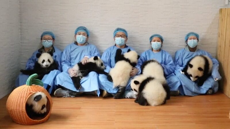 Seven_Playful_Panda_Cubs_in_China_Share_Lunar_New_Year_Greetings_____poster - News for amigos, by amigos Seven_Playful_Panda_Cubs_in_China_Share_Lunar_New_Year_Greetings____ video poster