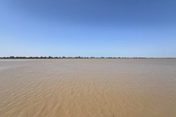 Shandong’s White Paper Reveals Biodiversity Boost in the Yellow River Delta Shandong_s_White_Paper_Reveals_Biodiversity_Boost_in_the_Yellow_River_Delta