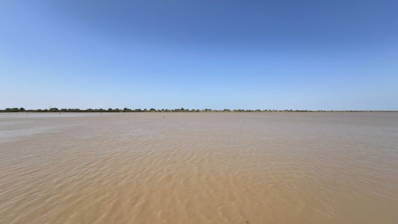 Shandong_s_White_Paper_Reveals_Biodiversity_Boost_in_the_Yellow_River_Delta