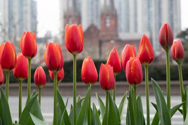 Shanghai Blossoms: Tulips Paint the City in Vibrant Colors 🌷 Shanghai_Blossoms__Tulips_Paint_the_City_in_Vibrant_Colors__