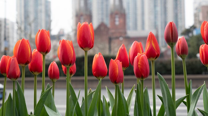 Shanghai_Blossoms__Tulips_Paint_the_City_in_Vibrant_Colors__