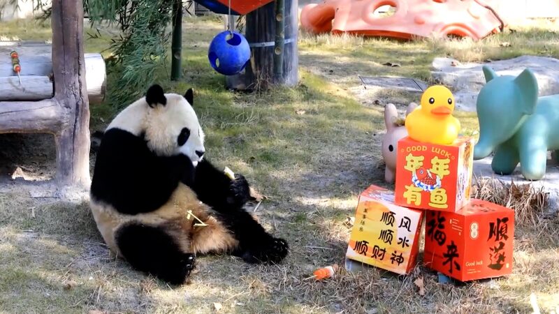 Shanghai_s_Animal_Kingdom_Celebrates__Little_New_Year__with_Custom_Feasts___ video poster