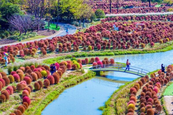 Shanghai’s Broomsedge Fields: The Fluffy ‘Knitting Wool Balls’ Taking Over Social Media Shanghai_s_Broomsedge_Fields__The_Fluffy__Knitting_Wool_Balls__Taking_Over_Social_Media