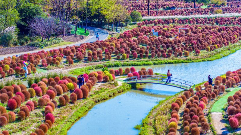 Shanghai_s_Broomsedge_Fields__The_Fluffy__Knitting_Wool_Balls__Taking_Over_Social_Media - News for amigos, by amigos Shanghai_s_Broomsedge_Fields__The_Fluffy__Knitting_Wool_Balls__Taking_Over_Social_Media