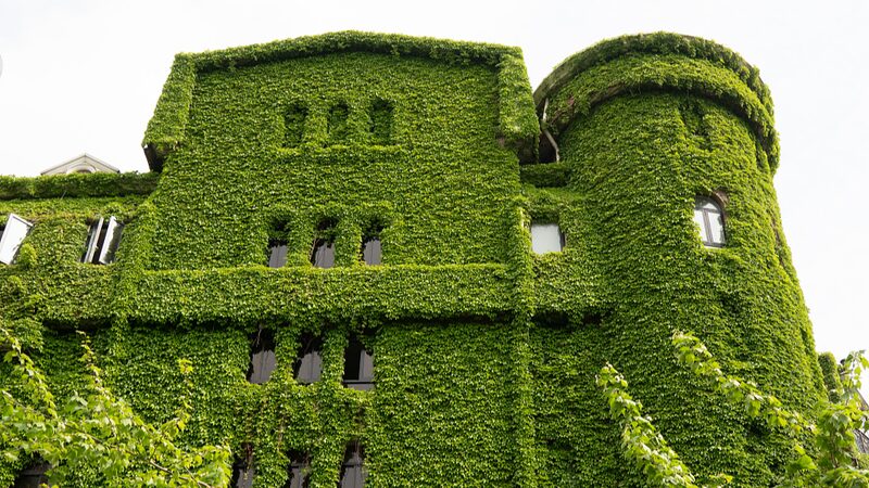 Shanghai_s_Streets_Get_a_Green_Giant__Boston_Ivy_Transforms_Cityscape__ - News for amigos, by amigos Shanghai_s_Streets_Get_a_Green_Giant__Boston_Ivy_Transforms_Cityscape__