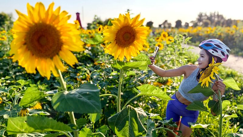 Shanghai_s_Sunflower_Fields_Blooming__A_Golden_Spectacle_in_the_Suburbs - News for amigos, by amigos Shanghai_s_Sunflower_Fields_Blooming__A_Golden_Spectacle_in_the_Suburbs