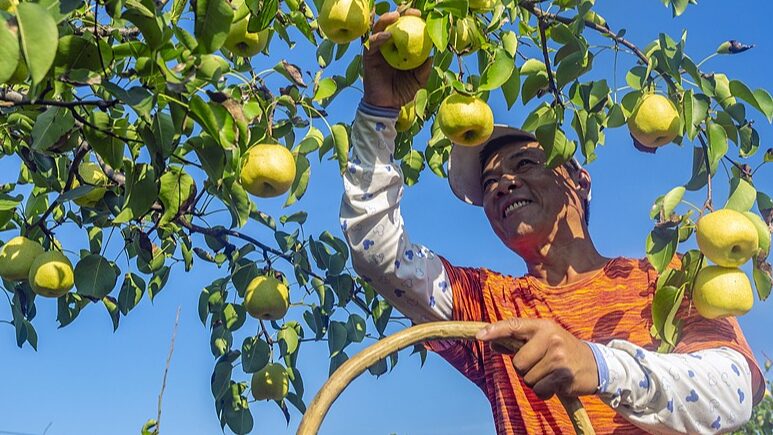 Shanxi_Farmers_Embrace_Pear_Harvest_Season_with_High_Tech_Twist - News for amigos, by amigos Shanxi_Farmers_Embrace_Pear_Harvest_Season_with_High_Tech_Twist