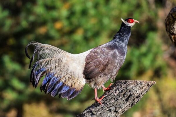 Shanxi’s Feathered Comeback: Brown Eared Pheasants on the Rise! 🐦 Shanxi_s_Feathered_Comeback__Brown_Eared_Pheasants_on_the_Rise___