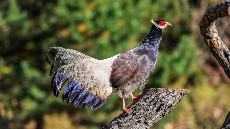 Shanxi_s_Feathered_Comeback__Brown_Eared_Pheasants_on_the_Rise___